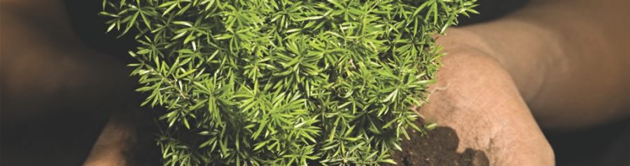 Green Building and Indoor air quality